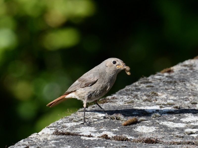 Rougequeue noir et son repas